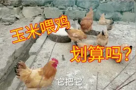 临近过年，忙着打米打粉，玉米涨到1块7毛钱一斤，拿来喂鸡划算吗视频封面