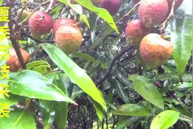 夏至将至，又双叒叕是吃荔枝的季节，看看潮汕小伙的荔枝长势如何