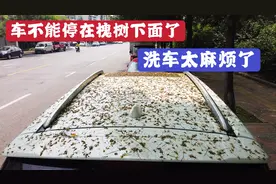 家门口槐树滴粘液，是因为天气太热还是有虫了？树下的车遭殃了视频封面