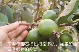 番石榴从未打过农药，果子一直遭虫咬，看看我用什么方法来防虫。视频封面