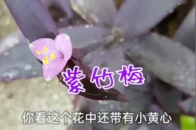 紫竹梅不仅能净化空气，还有其它作用，大家都进来看看吧视频封面