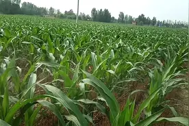 玉米侧芽到底用不用掰掉？农村老武告诉你正确做法，这一招最实用视频封面