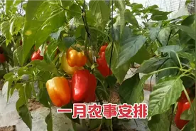 一月农事安排科普，小农夫教你一月份该种什么蔬菜，怎么种！视频封面