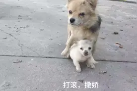 为什么小白狗的妈妈是小黄狗？我正常的判断又是错误的。