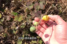 一种奇怪的野果满身长毛，带毛一起吃下香甜可口