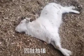 我家的这只羊口吐白沫四肢抽搐不知道是怎么了视频封面