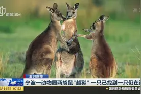 宁波一动物园两袋鼠组团“越狱”，网友：跑出来老虎怎么办？视频封面