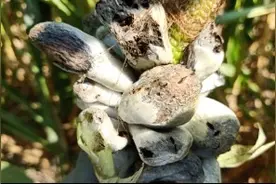 玉米上长黑蘑菇蔬菜，一般人不敢品尝，学名叫病菌厚垣孢子视频封面