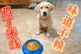 小狗狗第一次吃米线，细嚼慢咽，好开心