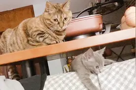 小奶猫遭铲屎官陷害，被猫妈揍的一脸委屈：你的良心不会痛吗视频封面