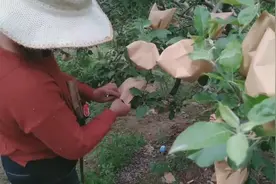 有人一天能套6000到8000个苹果袋，可能吗？只有这样才有可能