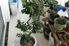 修剪珍珠梅，换盆视频封面