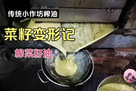 太神奇啦！黑色变金色！黑色小菜籽是怎么变金黄的菜油呢？