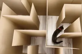 自制纸箱迷宫，猫咪瞬间走出迷宫