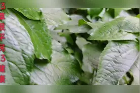金腰箭、苦草，药用功效：清热透疹，解毒消肿。视频封面