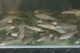 四川乡厨子，分享名贵淡水鱼船丁子家乡做法，营养丰富外香里嫩