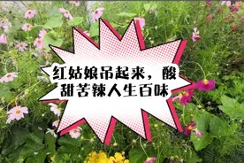 红姑娘这样吊起来，吃着特别甜，红姑娘皮泡水，有很多功效。视频封面