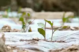 新时代 新作为 新篇章 | 安吉白茶生根西部 先富帮后富共奔小康路视频封面