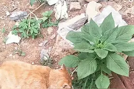 这猫还能自己配药吃，最近都在野外找草药！