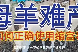 农村搞养殖，母羊难产，如何正确使用缩宫素，跟着镜头一起了解下视频封面