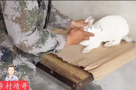 天气炎热 看养兔小伙给兔子剪毛 剪到一半只好换了别的办法