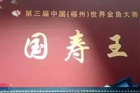 2020福州金鱼大赛国寿王和全场总冠军视频封面
