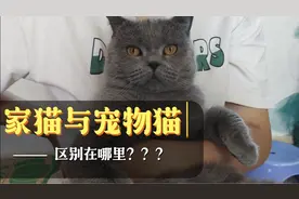 终于知道家猫与宠物猫的区别了！！！