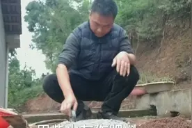 几百年传承的柴火灰，作天然肥料，应该怎样使用最好视频封面