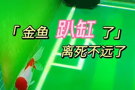 金鱼平时生龙活虎，偶尔会趴缸类似睡觉，一动不动，那就是生病了