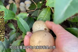 坟墓旁边发现一大窝野生土鸡蛋，能捡回去吃吗？