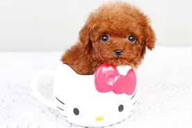为什么茶杯犬长不大？它们背后藏着怎么样的人生？网友：太揪心了视频封面