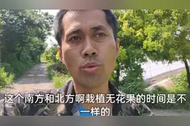 露天无花果什么季节栽最好？这两个季节栽，成活高，当年即丰产！