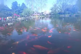 西湖花港观鱼