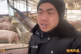 杀猪了，饲料猪和粮食猪的区别是什么你知道吗？听张伟咋说的？视频封面