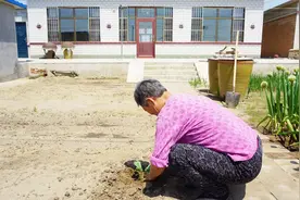 去早市买了5种新奇特秧苗，今年妈家园子又能有意思了视频封面