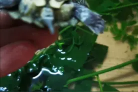 鬼针草治疗乌龟腐皮烂甲