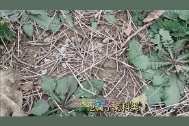 农村常见的宝贝——尖裂假还阳参视频封面