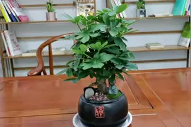 根叶皆可入药的盆栽植物，它是室内甲醛的克星视频封面
