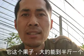 盘点国内6大巨型无花果品种，个头超大品质高，3个1斤很轻松！