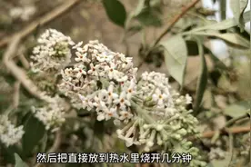 密蒙花一种纯天然的染料，壮族三月三常用来染花饭，还有明目作用视频封面