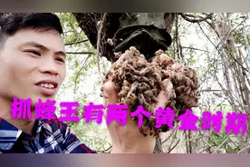 小吴的蜜蜂分蜂.看他如何最快找到蜂王视频封面
