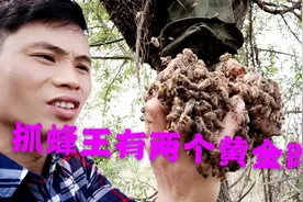 小吴的蜜蜂分蜂.看他如何最快找到蜂王视频封面
