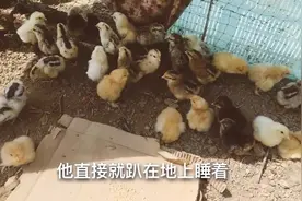 育雏的小鸡在适合的温度下，适当晒几小时太阳，补钙促进骨骼发育