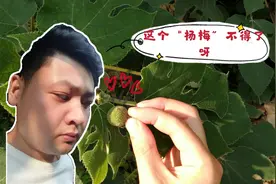 这个“假杨梅”你们吃过没有？它可是中药材楮实子呦！视频封面