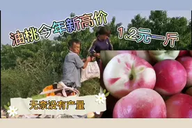 油桃收购价每斤1.2元，卖出今年历史新高价，老妈：就是没产量！视频封面