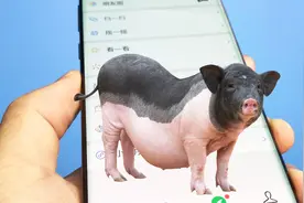 手机设置一只“猪”，当别人拿你手机，猪就跑出来大声“哼哼叫”视频封面