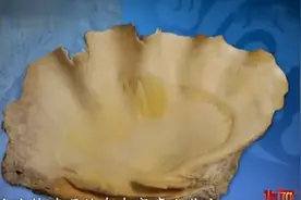 巨型砗磲，男子这宝贝在家竟当洗脸盆用，专家：太原生缺乏美感视频封面