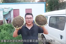 100颗向日葵居然能炒出这么多瓜子？生的和熟的吃起来有啥区别？视频封面