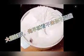 证明猫咪是液体的五大理由！