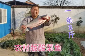 萌二买8斤重的大花莲，用农村土灶烧酸菜鱼！这样烧一大盆全吃完